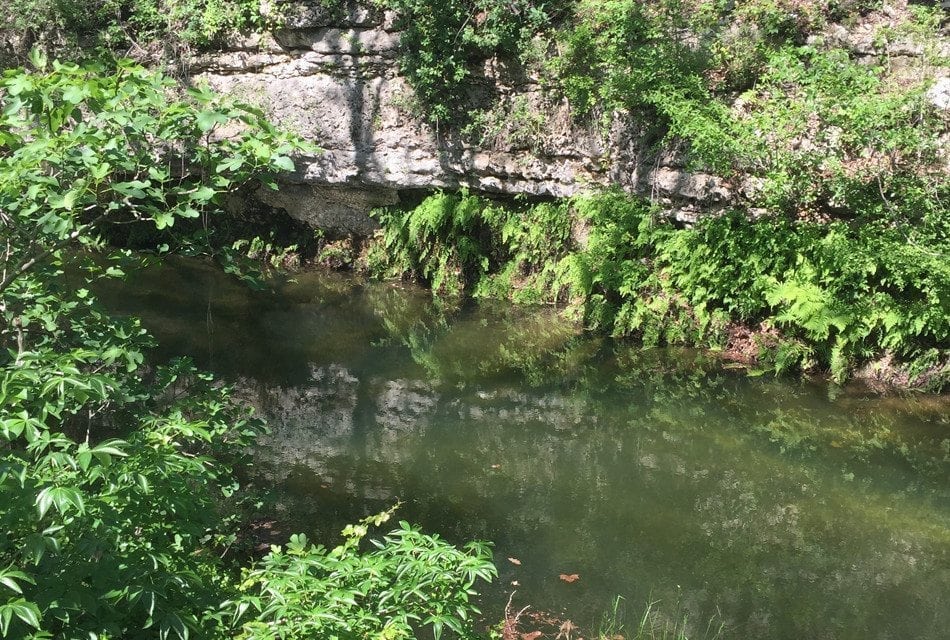 My Dream House Ferns