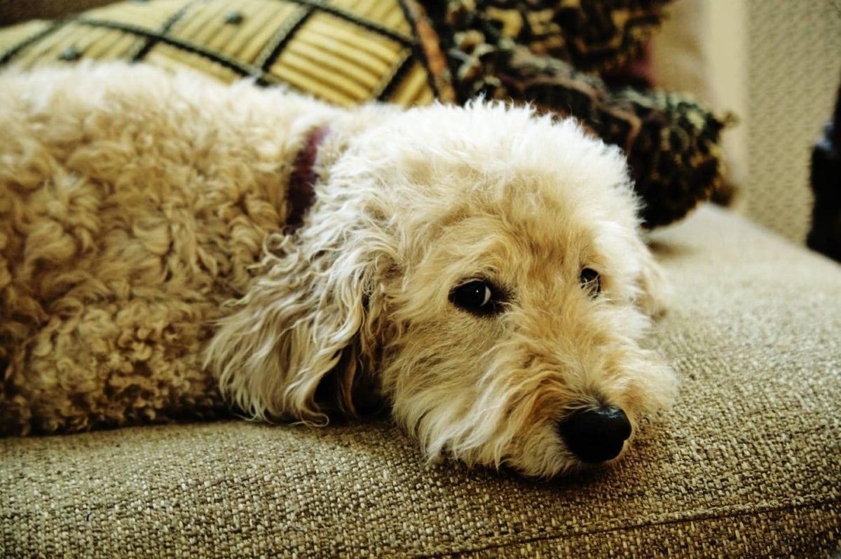 “To me, if you're going to wear a tuxedo pant, you want to wear a Fruit of the Loom t-shirt.”