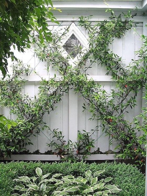 Chinese Star Jasmines on espalier wires