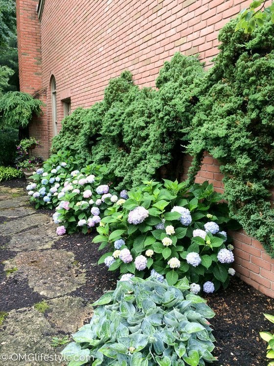 Climbing evergreens with hydrangeas