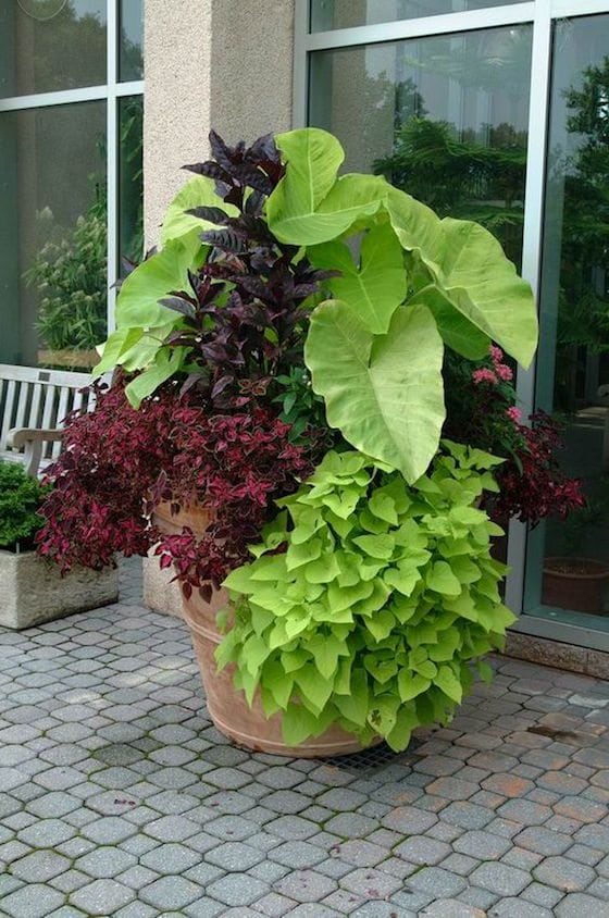 Elephant Ears, Coleus and Sweet Potato Vine make a stunning arrangement in this pot