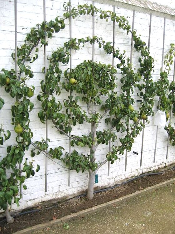 Espalier Circle