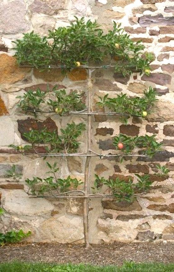 Espalier Fruit Tree