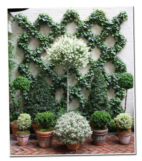 Espalier Ivy