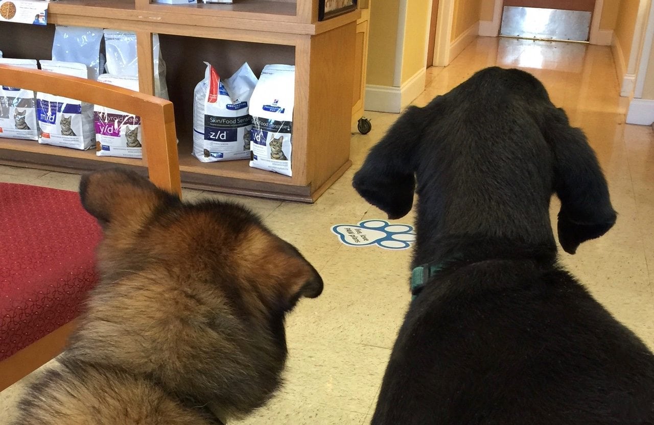 Two days ago at the Vet... Sam on the left. Molly on the right... Waiting expectantly.
