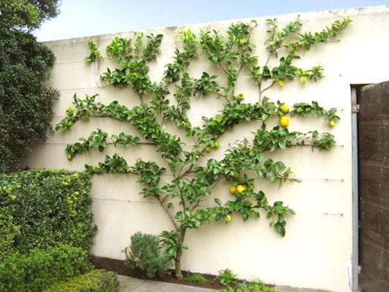 Lemon Espalier