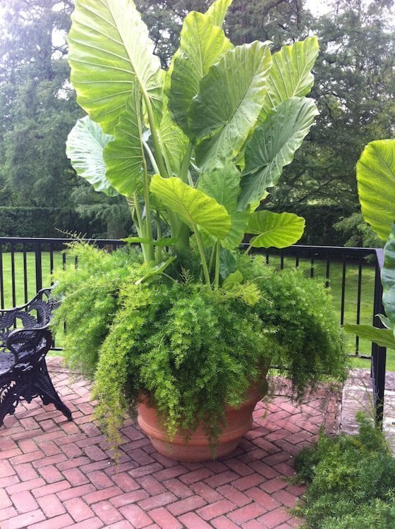 Gorgeous Statement Planters