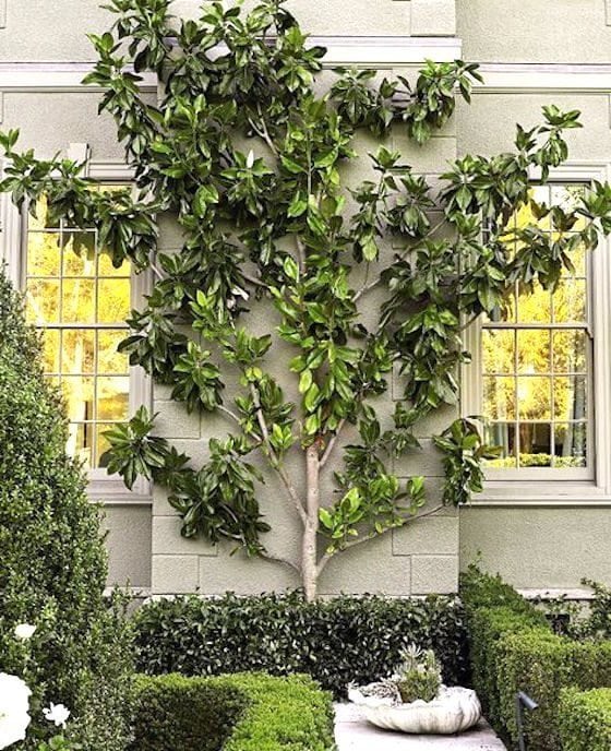 Magnolia Espalier