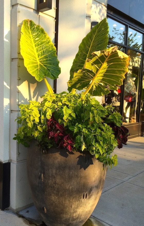 I love walking around our local outdoor shopping center. The landscapers do an amazing job and I always find gardening inspiration from their gorgeous pots! OMG Lifestyle Blog - Container Gardening 