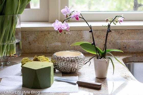 Repotting blooming plants