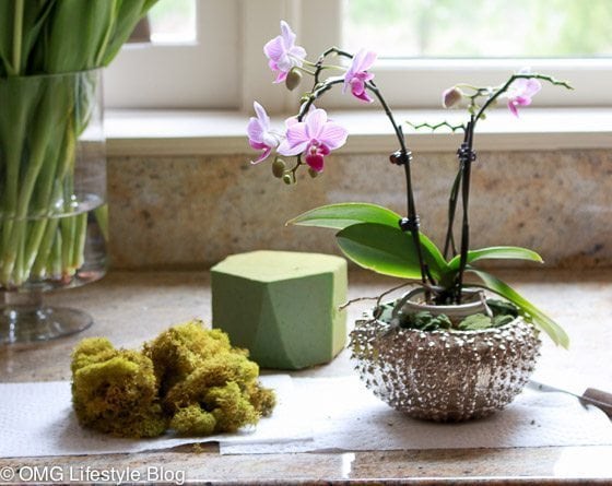 Repotting your orchid in another container