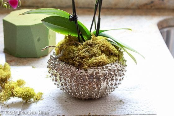 Repotting your orchid (7 of 13)