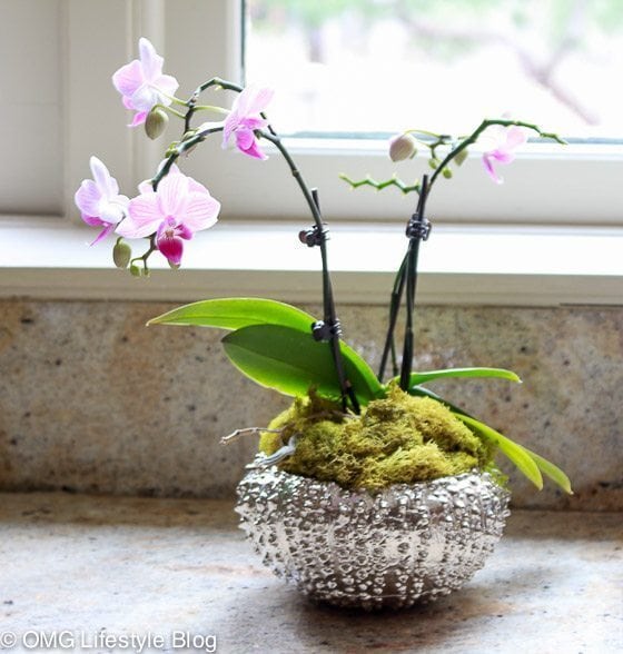 Repotting your orchid (8 of 13)