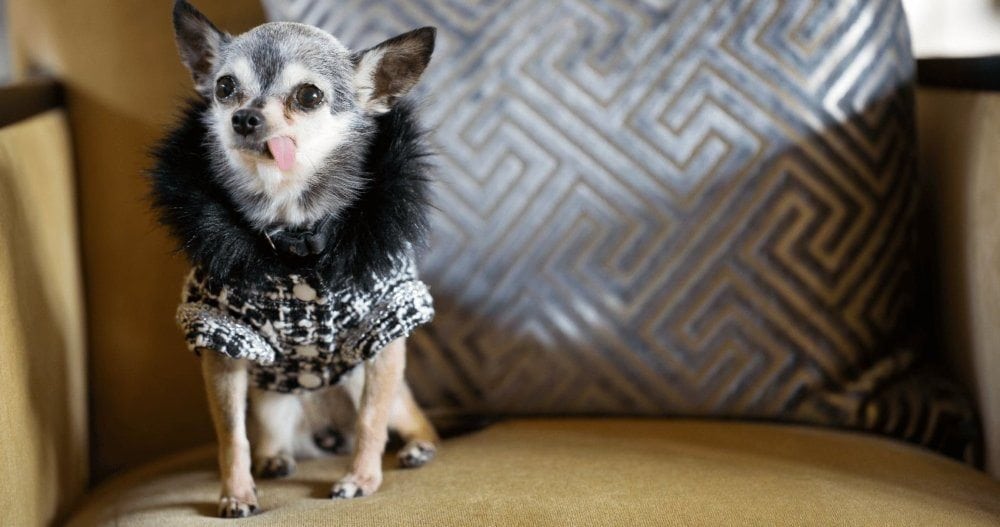 Miss Coco is channeling Chanel in her tweed jacket.
