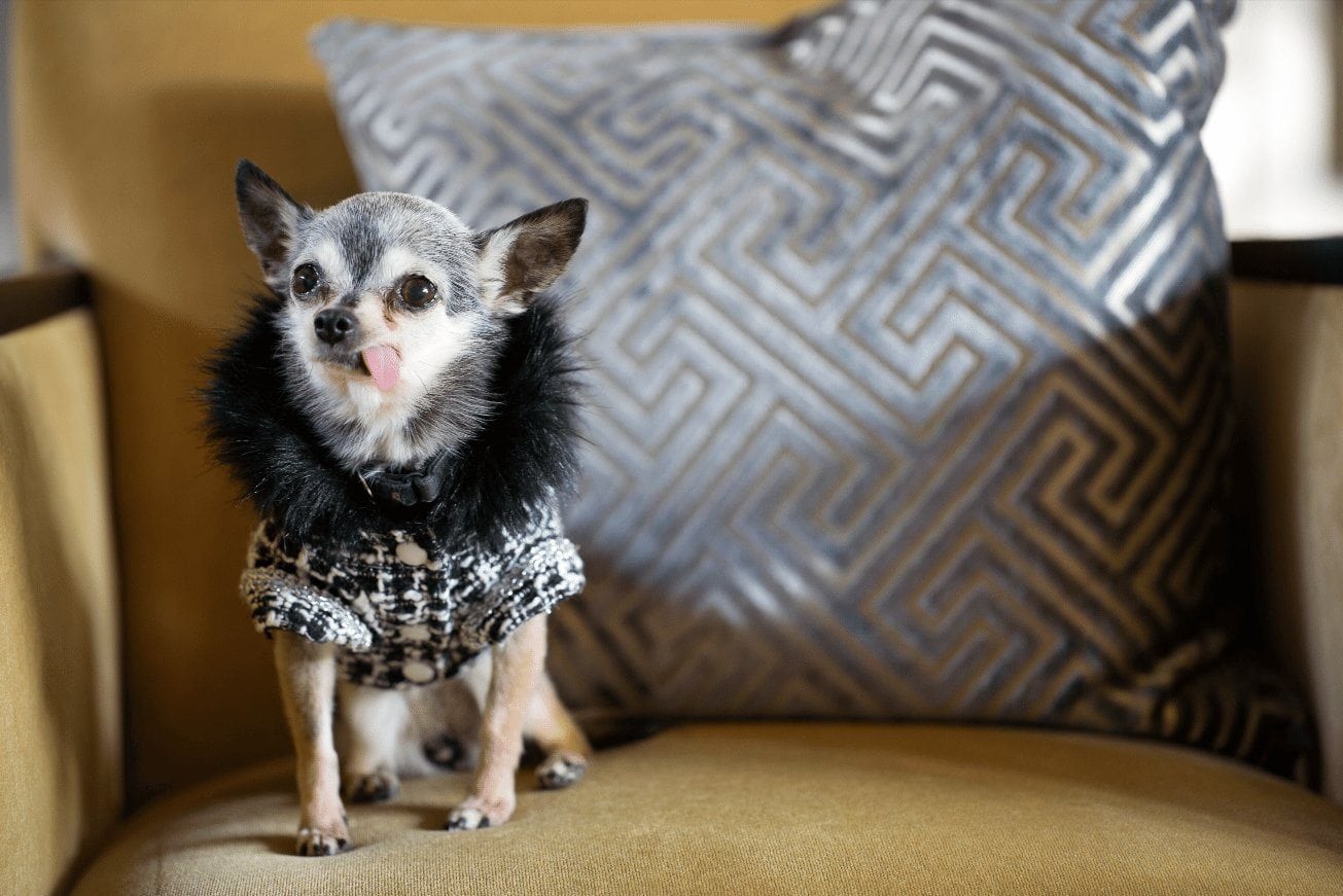 Miss Coco is channeling Chanel in her tweed jacket.