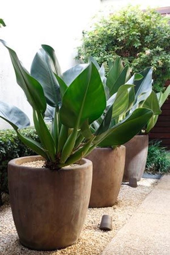 Gorgeous Statement Planters | Love them grouped together like this