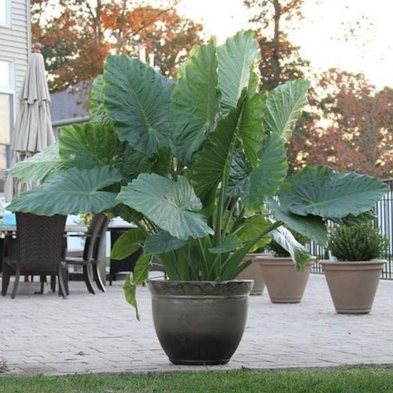 This stunning Elephant Ear Planter makes a beautiful statement on this patio. 