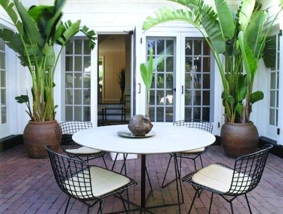 These Potted Banana Palms are all that is needed to make a statement and dress up this small patio. Gorgeous! 